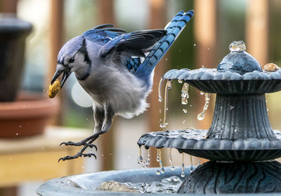 Leaping down from the fountain