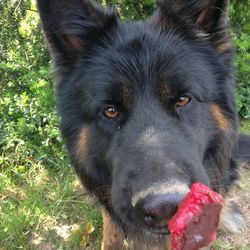 Close-up portrait of a dog