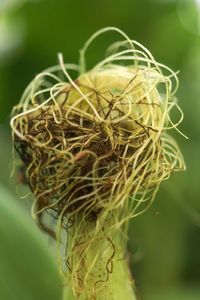 Close-up of wilted plant