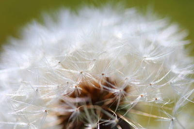 Close-up of dandelion on plant