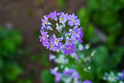 Close-up of flowers blooming outdoors