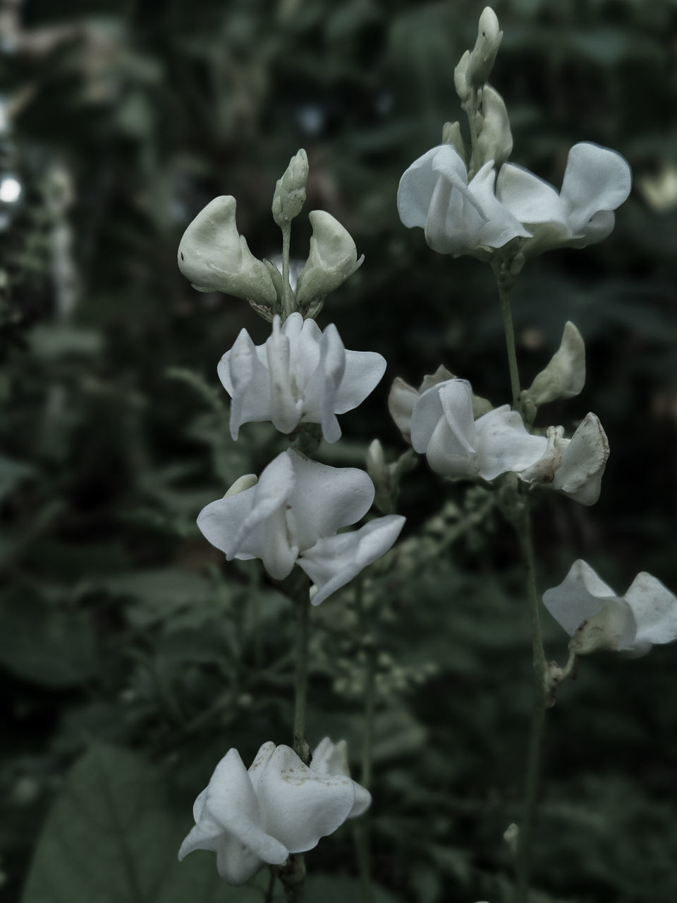 CLOSE-UP OF WHITE FLOWERING PLANTS DURING RAINY SEASON