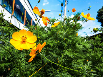 Close-up of yellow flowering plants against sky