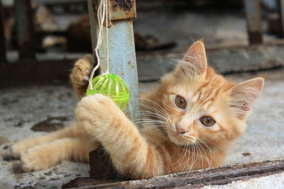 Hong kong street kitten