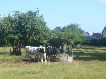 pasture