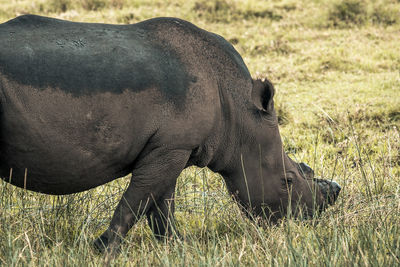 Side view of horse grazing in field