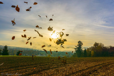 Flock of birds on field against sky during sunset