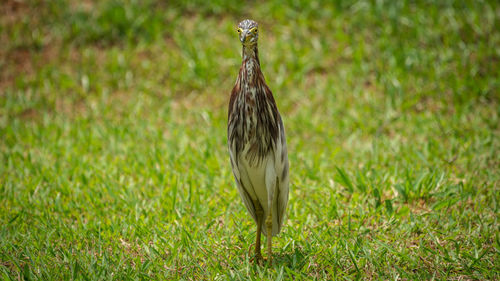 Bird standing in a field