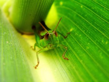Close-up of insect on leaf