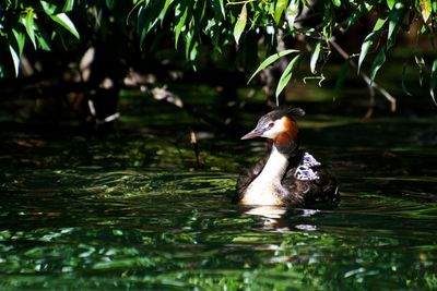 Close-up of duck swimming in lake