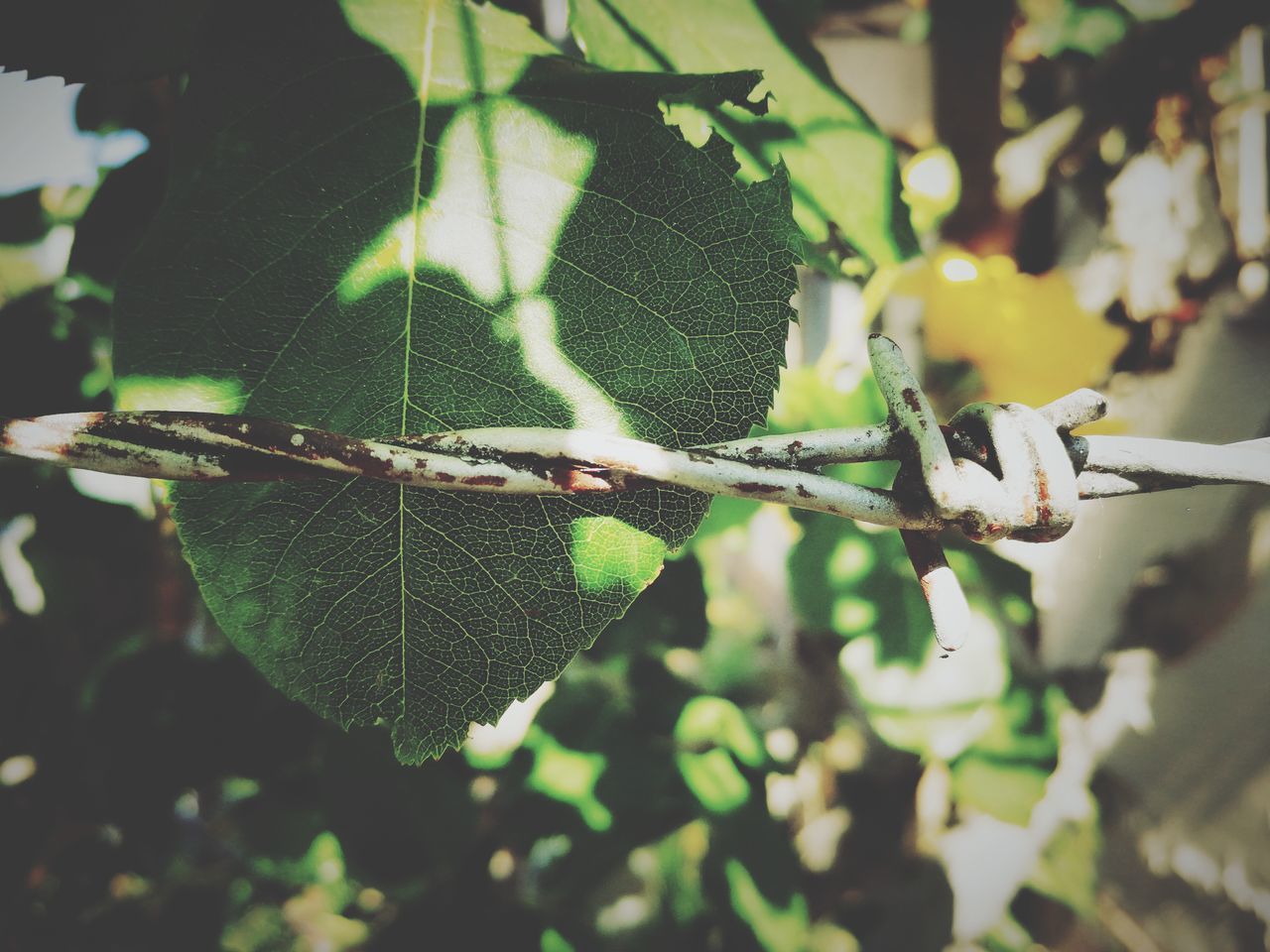 CLOSE-UP OF LIZARD ON PLANT