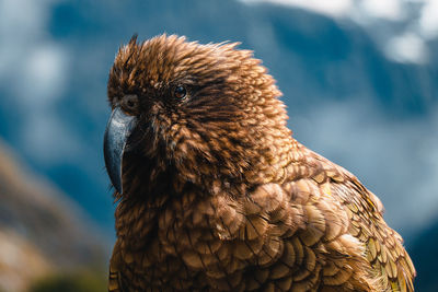 Close-up of a bird