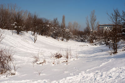 Trees on snow covered field against sky