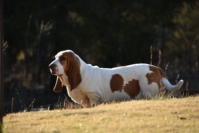 Side view of a dog on field