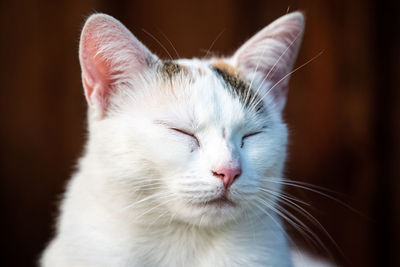 Close-up of white cat with eyes closed