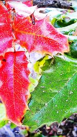 Close-up of leaves