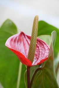 Close-up of red flower