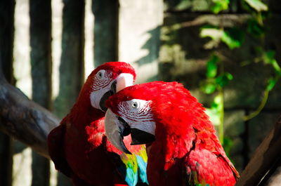 Scarlet macaws perching on branch at zoo