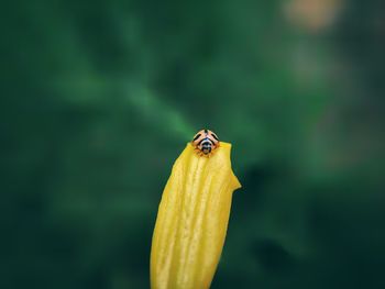 Close-up of insect on yellow flower