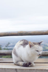 Cat resting on a wall