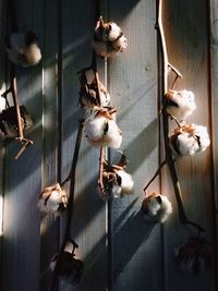 cotton plant