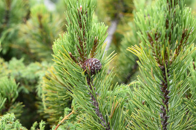 Close-up of pine cone