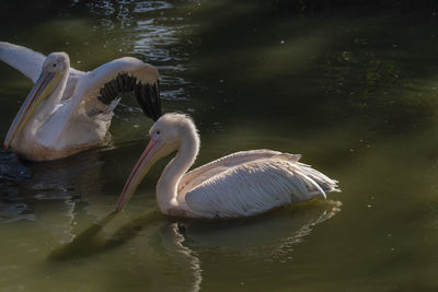 Birds swimming in lake