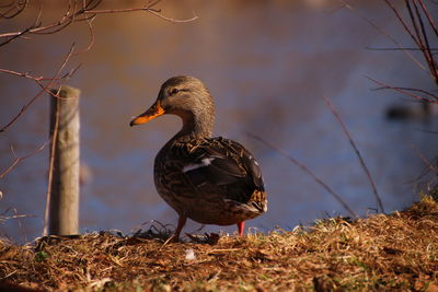 Duck at water at evening light