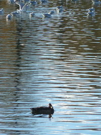 Bird swimming in lake