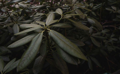 High angle view of plant leaves