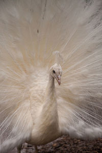 Impressive displaying male white peacock pavo cristatus.