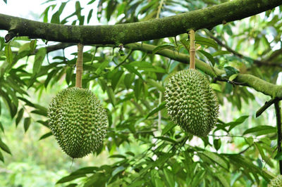 Low angle view of fruits growing on tree