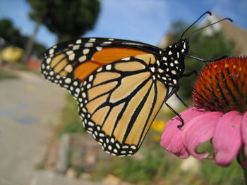 Close-up of butterfly pollinating on flower