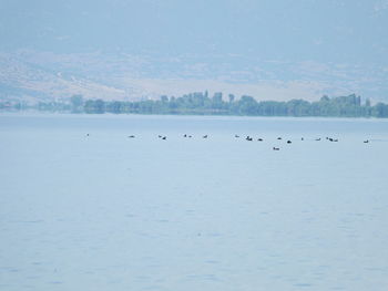 Birds in a lake