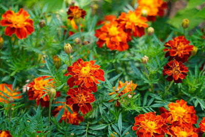 High angle view of orange flowers