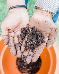 Man holding earthworms and vermicompost