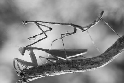 Close-up of insect on branch against blurred background