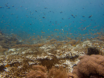 sea