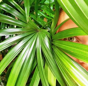 Close-up of green leaves