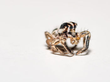 Close-up of spider on white background