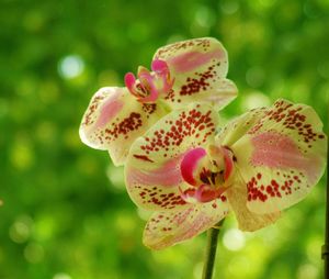Close-up of pink flower blooming in park