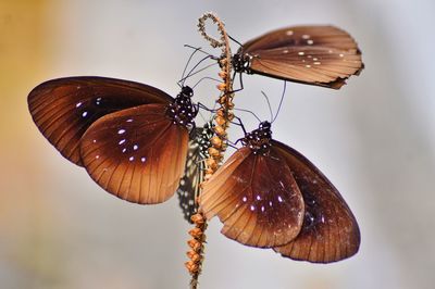 Close-up of butterfly on leaf