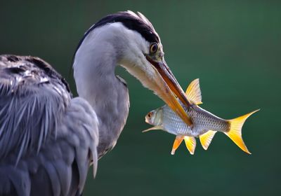 Close-up of bird