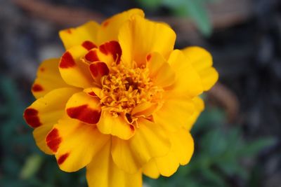 Close-up of yellow flower