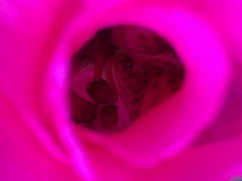 Macro shot of pink flower