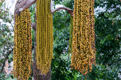 Close-up of yellow flowers hanging from tree