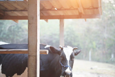 Cow standing in a shed