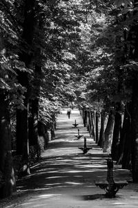 Walkway amidst trees