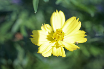 Close-up of yellow flower