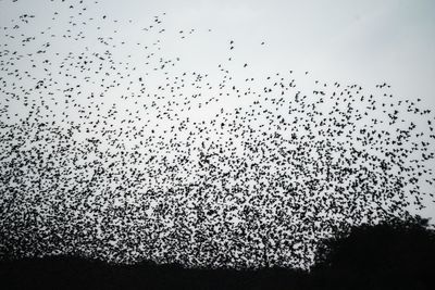 Flock of birds flying in the sky